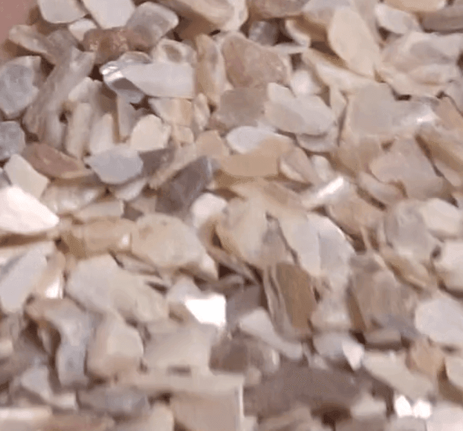 Close-up of abalony shells showcasing iridescent colors, relevant for choosing pool colors and textures Jacksonville FL.